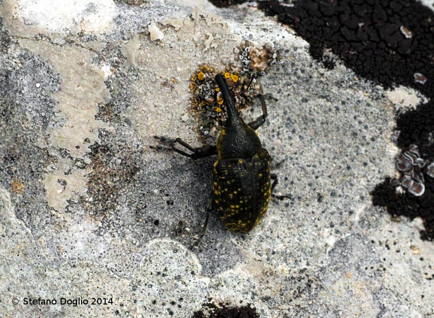 Larinus sturnus - Curculionidae